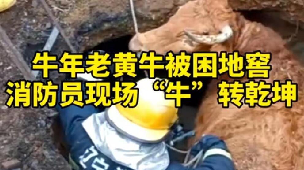 牛年老黃牛被困地窖，消防員現(xiàn)場“牛”轉(zhuǎn)乾坤！