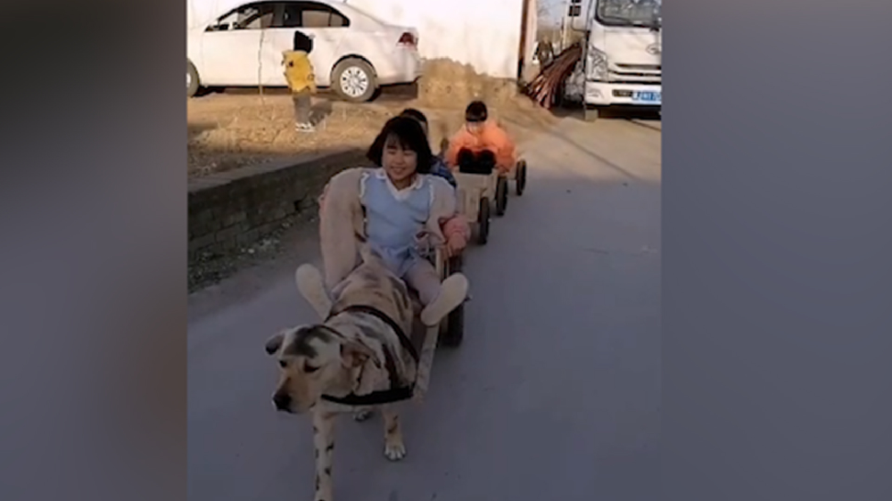 男子給孩子做縮小版小火車，家里的狗狗做動(dòng)力拉著孩子上學(xué)