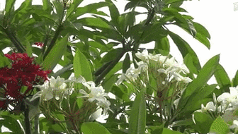 云南西雙版納：雞蛋花盛開！帶你看看一樹多花的奇觀