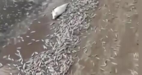 調(diào)查！藍(lán)綠藻暴發(fā) 俄多地魚類大規(guī)模死亡