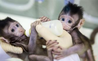 世界生命科學(xué)重大突破！ 兩只克隆猴在中國誕生